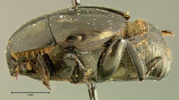 Media type: image;   Entomology 6915 Aspect: habitus lateral view